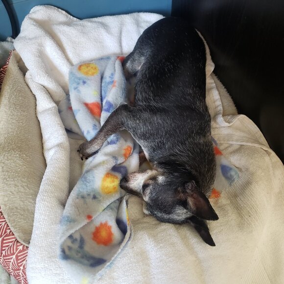 The Pepe' Animal Foundation !!!!! - Picture 3 of 12